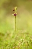 Ophrys sphegodes - spider orchid