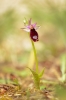 Ophrys bertolonii - Bertoloni's bee orchid